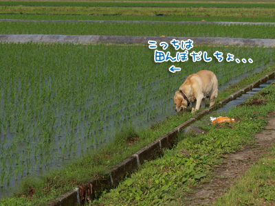 田んぼはだめだよ.jpg