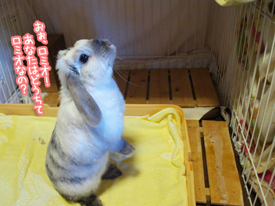 shi-is-a-rabbit!.jpg