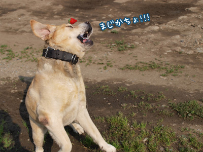 まじだちょ.jpg
