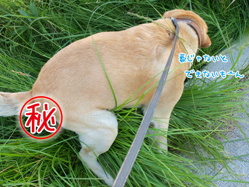 そんなことは決してない。.jpg