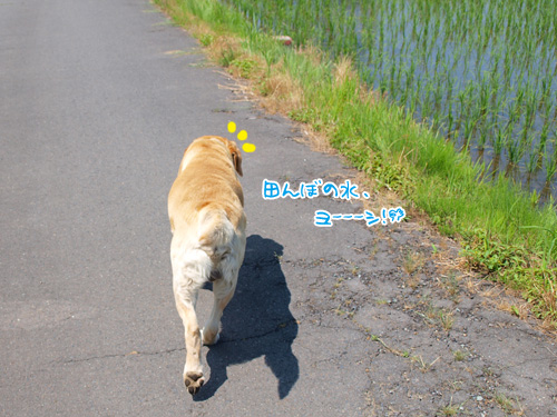 パちょロール中でしたか！.jpg