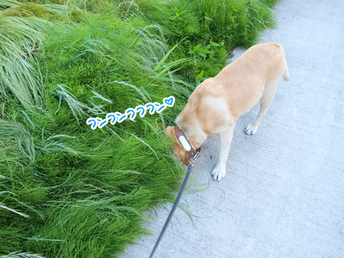 草むらすき犬　ちょい.jpg