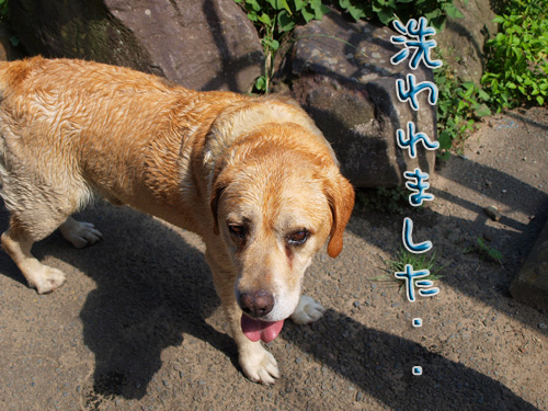 ブーたれちょい.jpg