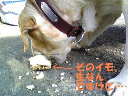 生でも関係ないちょ（１）
