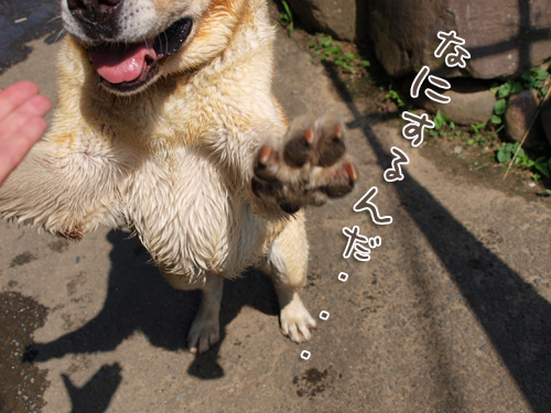 珍しいちょい爪.jpg