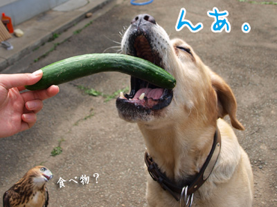 キュウリ好きだよね.jpg