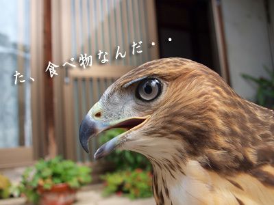 衝撃漣くん.jpg