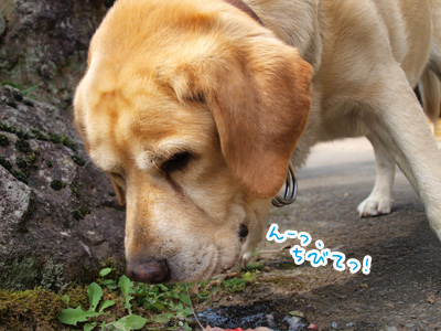 冷蔵庫にあったからね.jpg