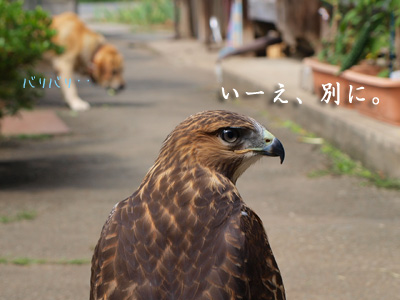 漣くんもキュウリ食べる？.jpg