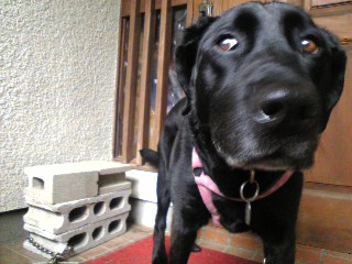 すっとぼけるらぶ