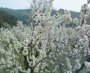 杏の花