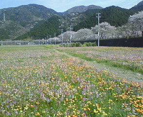 松崎桜１