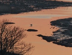 湿原の川を渡るエゾシカ