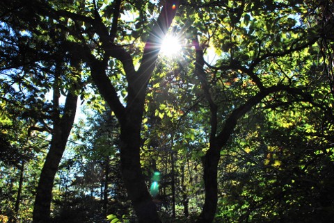 霧多布湿原センターの森