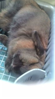モカ2010032001