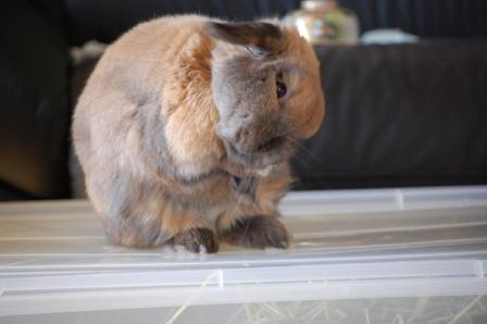 モカ2010040204