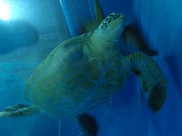 水族館２.JPG