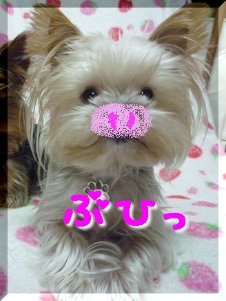 ブタ