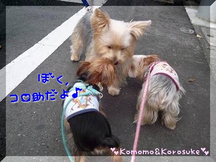 こんにちわー