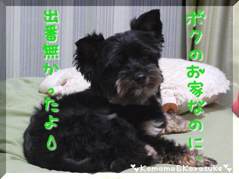 (´･ω･`)