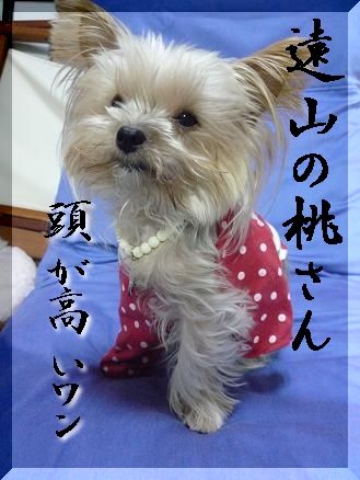 遠山の桃さん