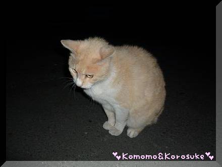 猫さん