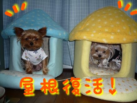 キノコハウス