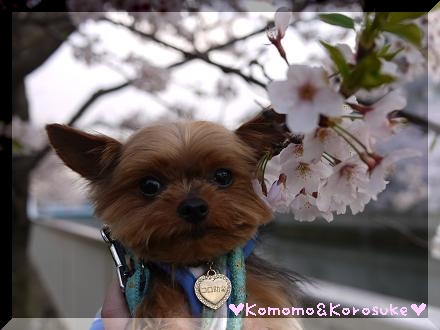 桜