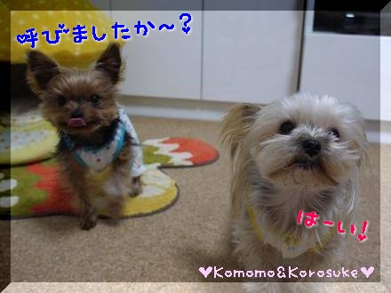 はーい