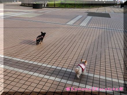 お散歩