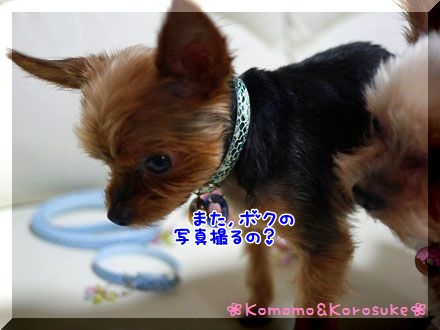 おじゃま虫