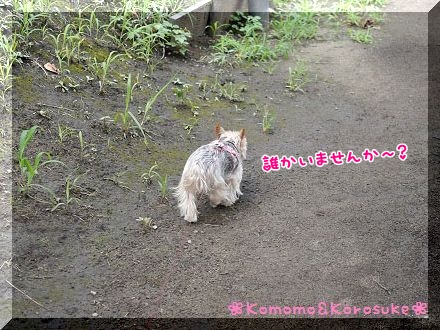 おさんぽ