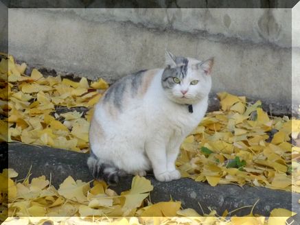 デブ猫さん