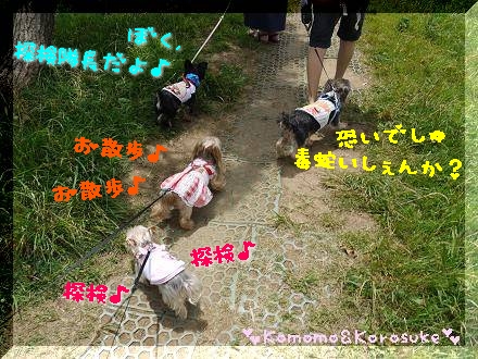 探検隊