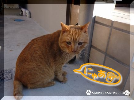 猫さん