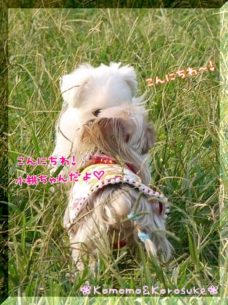 こんにちわ