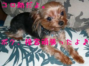 コロ助