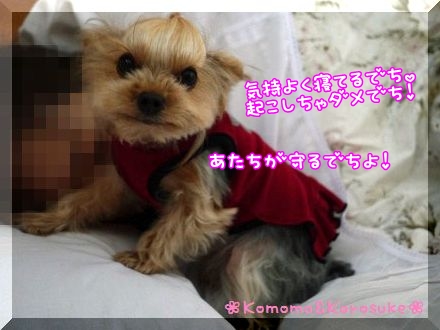 番犬？