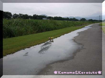 水溜まり