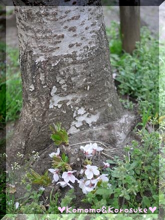 桜