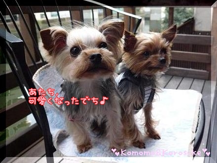 カワイイでち