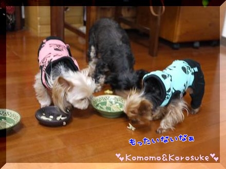 ハイエナコロ助