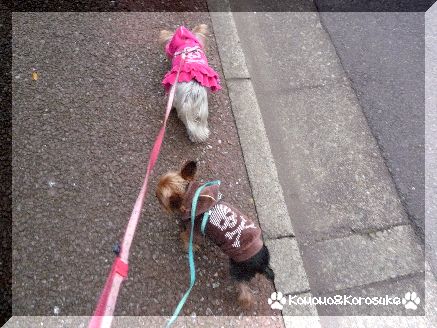 お散歩