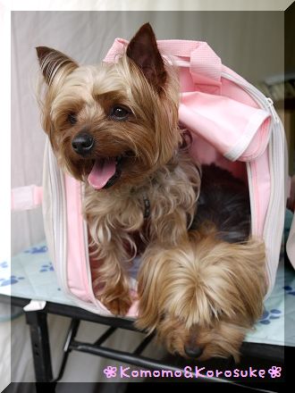 看板犬