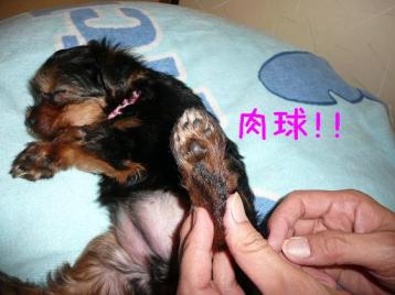 肉球