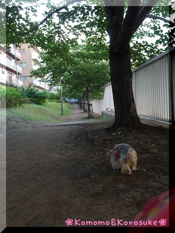 散歩コース