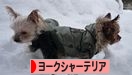 雪バナー