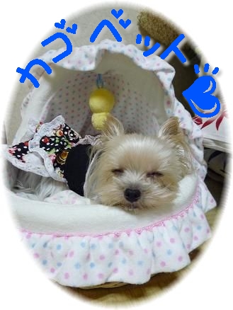 カゴベット