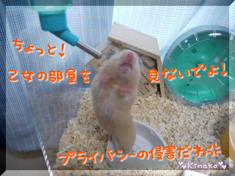 苦情