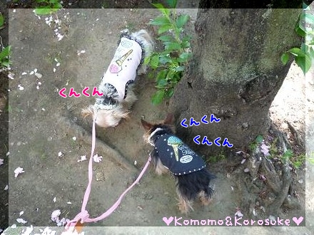 くんくん